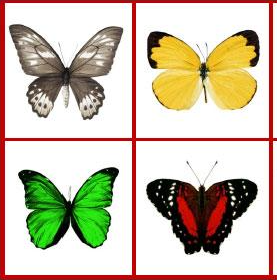 Бабочки — лото и сортировка