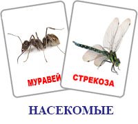 Карточки Домана насекомые